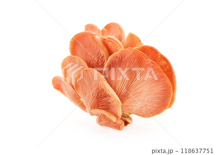 Beautiful Pink Oyster Mushroom on white background Beautiful Pink Oyster Mushroom on white background 118637751