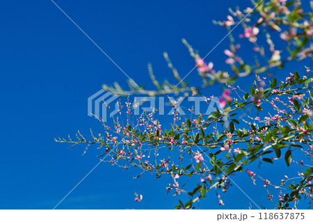 萩の季節の瑞源寺 萩の季節の瑞源寺 118637875