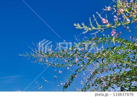 萩の季節の瑞源寺 118637876