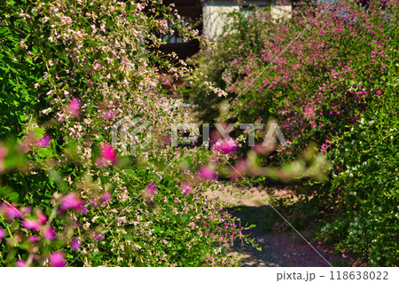 萩の季節の瑞源寺 118638022