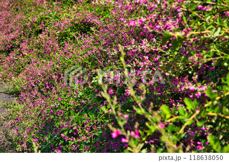 萩の季節の瑞源寺 118638050