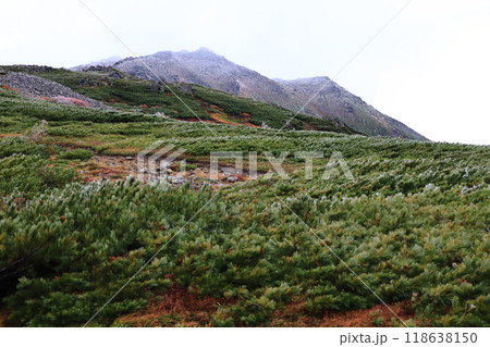 日本百名山 トムラウシ山 登山道 前トム平付近から望む 初雪の山頂 日本百名山 トムラウシ山 登山道 前トム平付近から望む 初雪の山頂 118638150