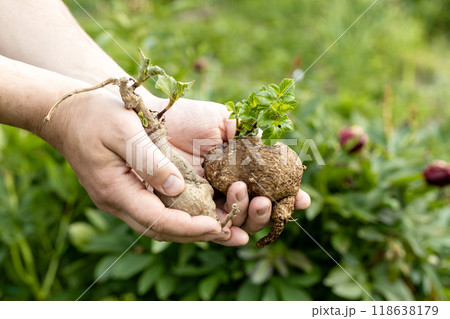 dahlia tubers with green sprouts in hands 118638179