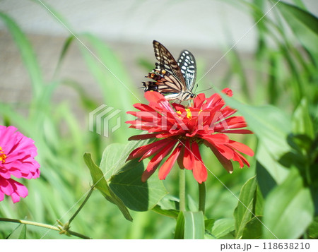 久里浜　花の国　 118638210