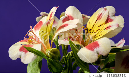 Blooming white-pink Alstroemeria Rebecca on a purple background 118638218