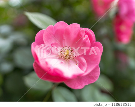 バラの花(アンジェラ) バラの花(アンジェラ) 118638513