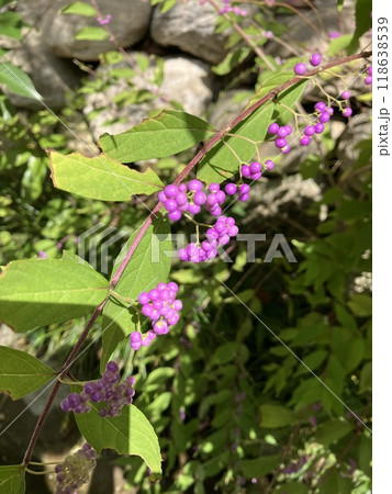 紫色の実を付けたコムラサキの木 118638539