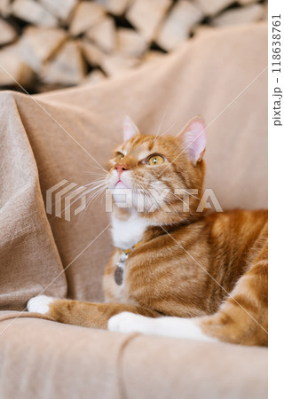 Red cute cat is laying on a couch with its head up at home 118638761