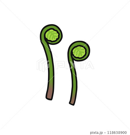 ゼンマイ　山菜 118638900