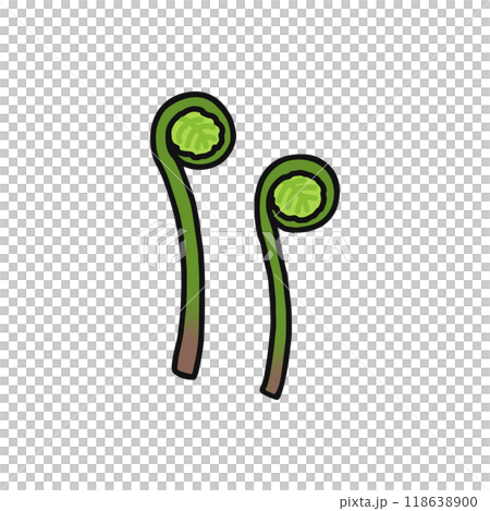 ゼンマイ　山菜 118638900