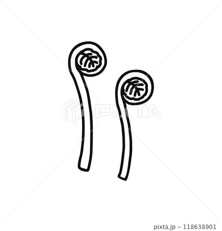 ゼンマイ　山菜　線画 118638901