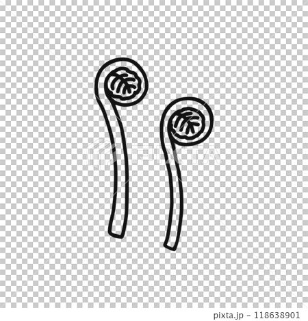 ゼンマイ　山菜　線画 118638901