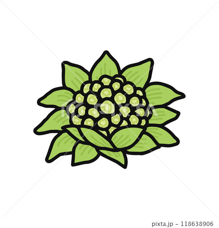 フキノトウ　山菜 118638906