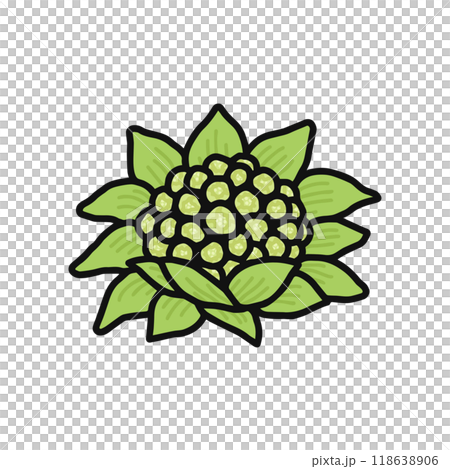 フキノトウ　山菜 118638906