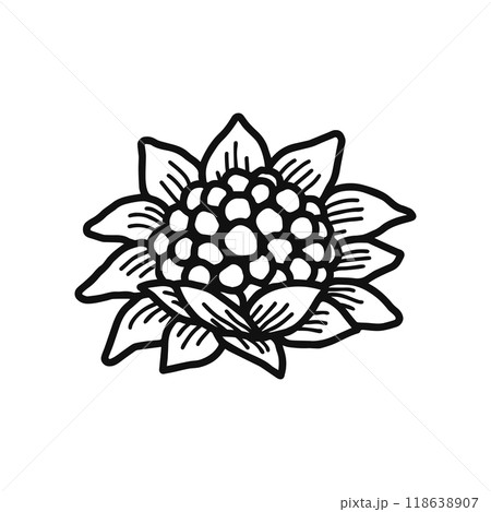 フキノトウ　山菜　線画 118638907