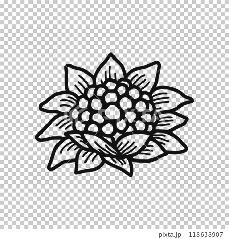 フキノトウ　山菜　線画 118638907