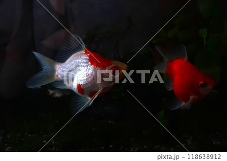 金魚 玉サバ 金魚 玉サバ 118638912