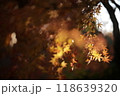 ライトアップされた紅葉 118639320