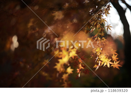 ライトアップされた紅葉 118639320