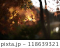 ライトアップされた紅葉 118639321