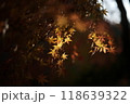 ライトアップされた紅葉 118639322