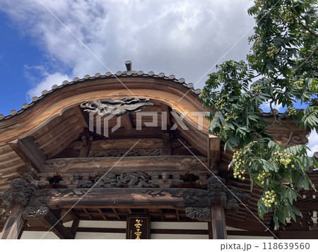 深大寺の境内に実るムクロジの実_無患子 深大寺の境内に実るムクロジの実_無患子 118639560
