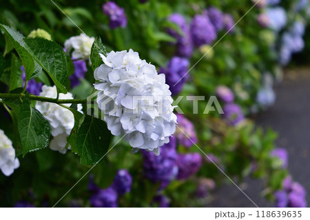 古湯山なか紫陽花の道 118639635