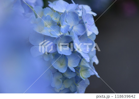 古湯山なか紫陽花の道 118639642