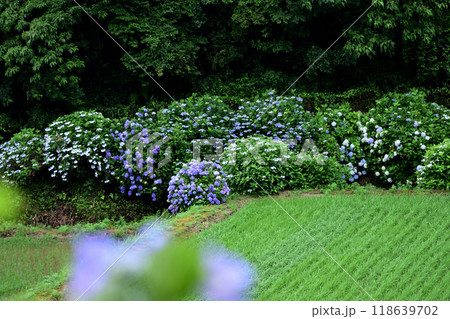 古湯山なか紫陽花の道 118639702