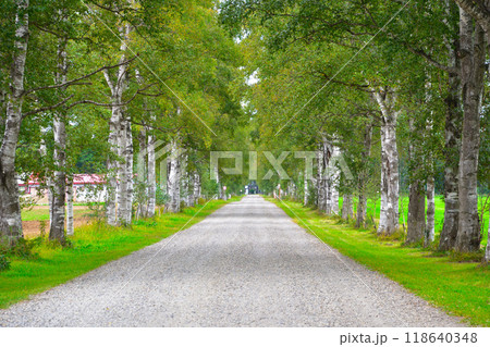 十勝　白樺並木 118640348