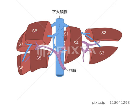 消化器の解剖生理　肝臓の区域分類　文字あり 118641298