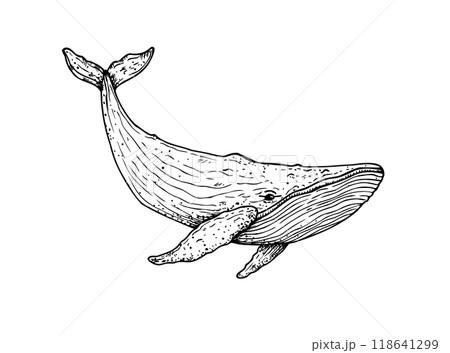 Vector Big whale. Hand painted marine animal. Graphic tropical clip art isolated on background. Underwater illustration. For designers, invitations, decoration, postcards, wrapping paper, 118641299
