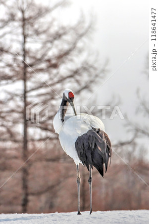 タンチョウヅル 118641477