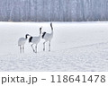 タンチョウヅル 118641478