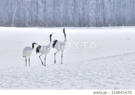 タンチョウヅル 118641478