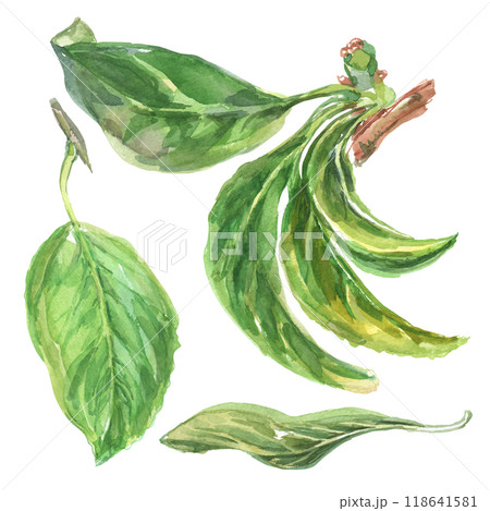 Plum branch hand-drawn watercolor with leaves. Summer sweet and ripe 2024 fruits collection. The foliage is painted in light watercolor painting from nature on white background. Clip art six leaves of 118641581