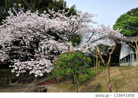 七曲公園の桜 118641608