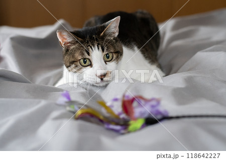 おもちゃで遊ぶ猫　キジトラ猫 118642227