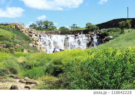 【香川県】秋の国営讃岐まんのう公園(昇竜の滝とコスモス) 【香川県】秋の国営讃岐まんのう公園(昇竜の滝とコスモス) 118642228