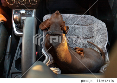 A dachshund is sleeping peacefully on the front passenger seat of a moving car, captured from an overhead angle. 118642410
