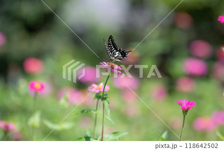 花にとまるアゲハチョウ 118642502