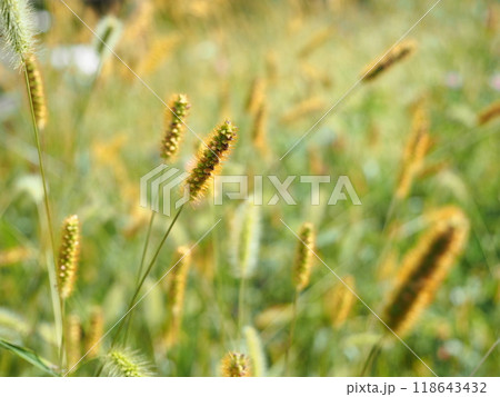 高原の草地で、秋の日差しの中、黄金色に輝くキンエノコロとエノコログサの穂 118643432