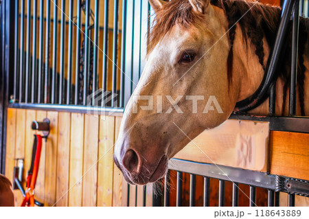 Horse in Standing Head Outside Horse in Standing Head Outside 118643889