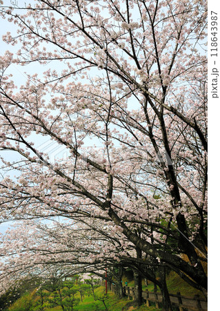 七曲公園の桜 七曲公園の桜 118643987
