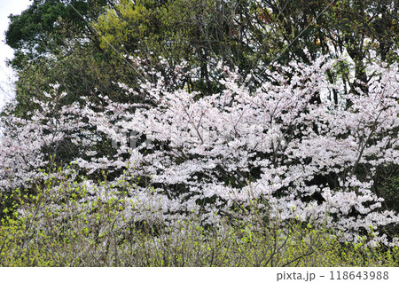 七曲公園の桜 七曲公園の桜 118643988