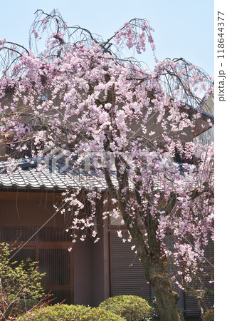 嵯峨野の桜 嵯峨野の桜 118644377
