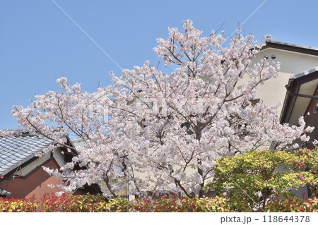 嵯峨野の桜 118644378