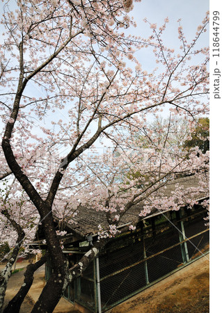 七曲公園の桜 118644799