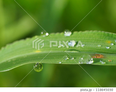 朝日の中のオヒシバの葉っぱと水滴(雨上がりの雑草のクローズアップ) 朝日の中のオヒシバの葉っぱと水滴(雨上がりの雑草のクローズアップ) 118645030