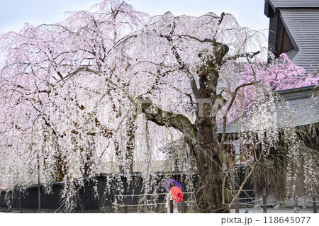角館武家屋敷通りの満開の桜 角館武家屋敷通りの満開の桜 118645077